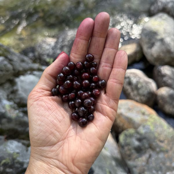 A palm full of Montana Huckleberries. Plump, dark purple berries similar in appearance to blueberries.
